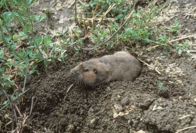 New guide helps organic growers manage burrowing rodents